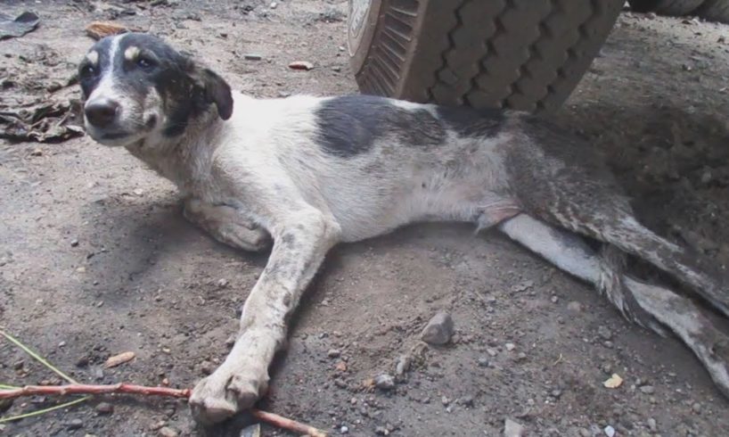 Puppy too injured to get to food and water rescued