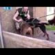 RSPCA Video - The Dog Rescuers Episode 5