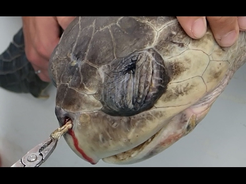 Sea Turtle with Straw up its Nostril - "NO" TO PLASTIC STRAWS