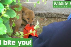 Snarling baby fox rescued from hole!