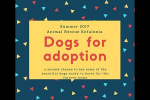 Summer 2017 - Dogs for adoption Animal Rescue Kefalonia