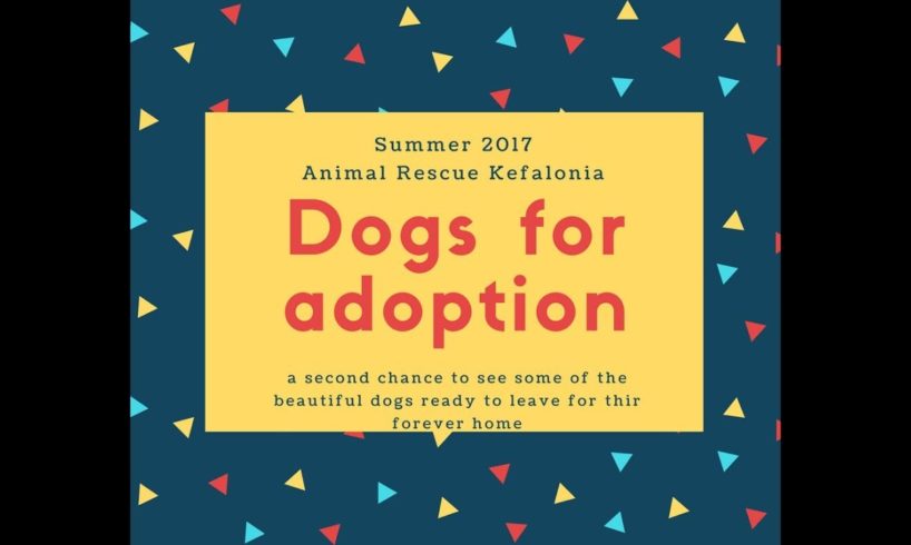 Summer 2017 - Dogs for adoption Animal Rescue Kefalonia