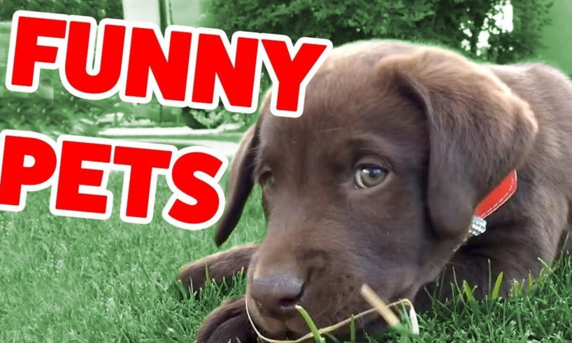 The Funniest Cute Pets & Animals Home Video Bloopers of 2019 Weekly Compilation | Funny Pet Videos