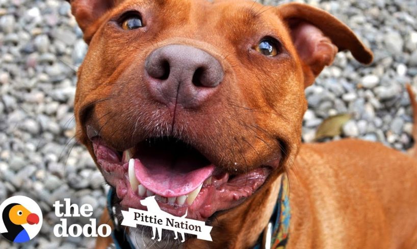 This is One of the Last Surviving Pitties from Michael Vick’s Fighting Ring | The Dodo Pittie Nation