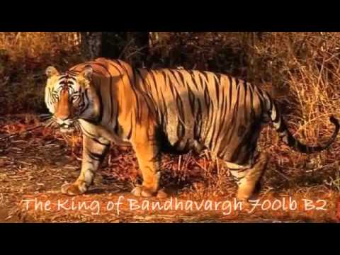 Tiger Vs Lion Best animals fights  with wild 2016 animals lion tiger bear attack  fight