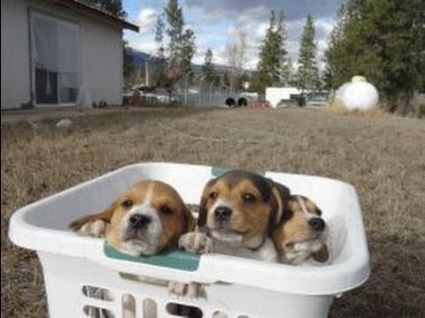 Tiny Miniature Pocket Beagle Cute Puppies For Sale Playing Bath Time and Shots Meet Breeder