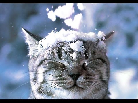 Top Funny Animals in Snow Videos Compilation 2016