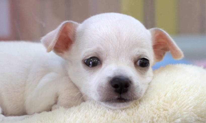 Travel Japan - Cute Puppies at Pet Store