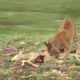 badger attacks bobcat fights golden eagle vs