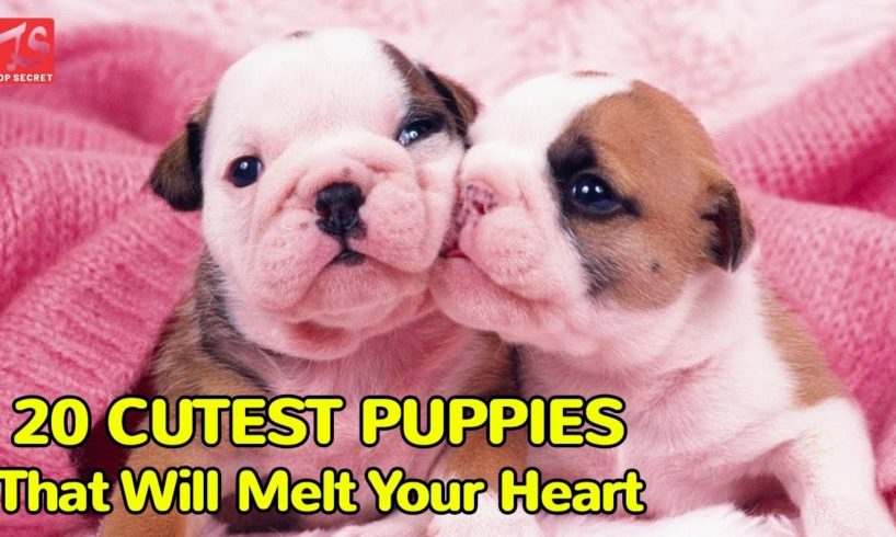 20 Cutest Puppies That Will Melt Your Heart  | Top Secrets | Top News | Cutest Puppies | TOP 10