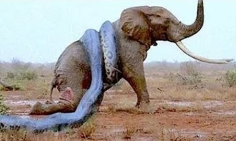 7 CRAZIEST Animal Fights Caught On Camera