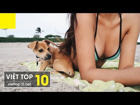 #8 Best Funny and Cute Dogs | Cats and puppies | Cutest pet | Cutest animals ever that can kill you