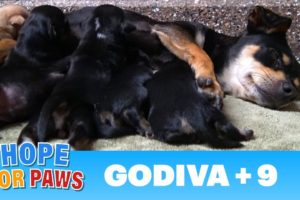 A stray dog walked into a yard and gave birth to 9 puppies.  Watch for the PIG at the end  :-)