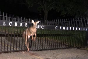 ANIMAL RESCUE! Deer trapped in a Iron Fence @ Holy Sepulchre Cemetery Totowa, NJ