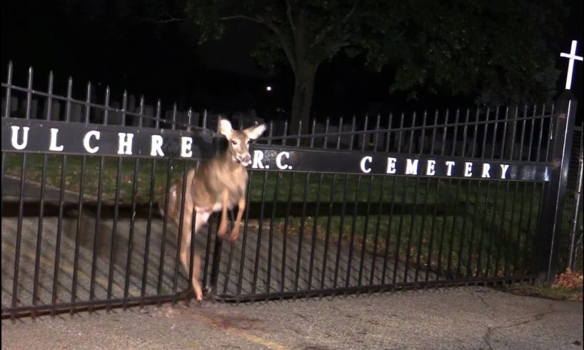 ANIMAL RESCUE! Deer trapped in a Iron Fence @ Holy Sepulchre Cemetery Totowa, NJ