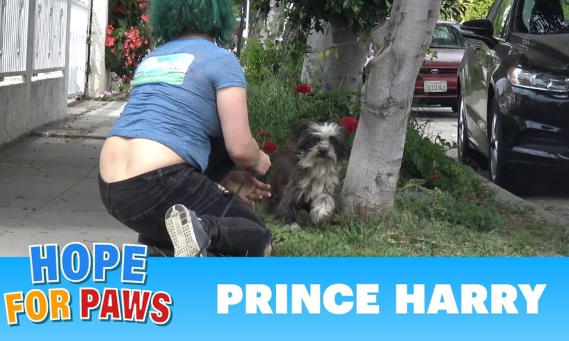 An unexpected rescue of Prince Harry!