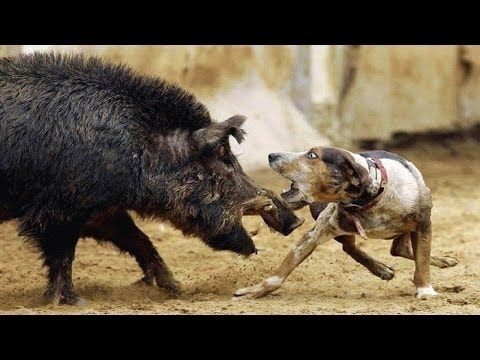 Animal Fights - Wild Boar Attacks Hunting Dogs Documentary