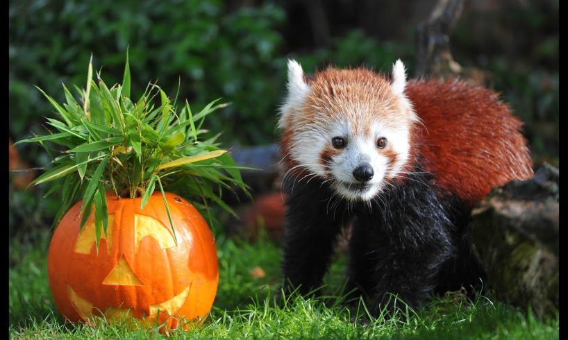 Animals at Chester Zoo get a Halloween pumpkin treat