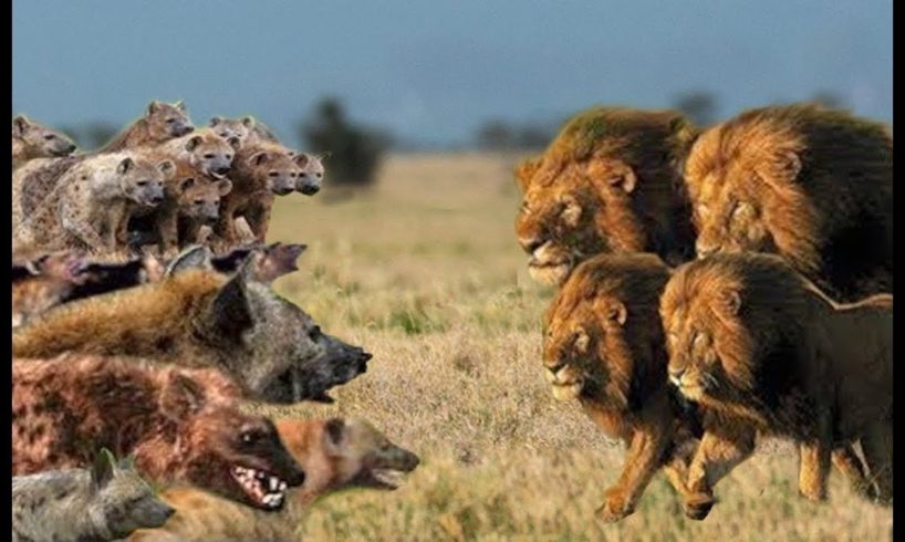 BEST Lion vs Hyena Real Fight! Hyena Lion Attack Hunting Fight!