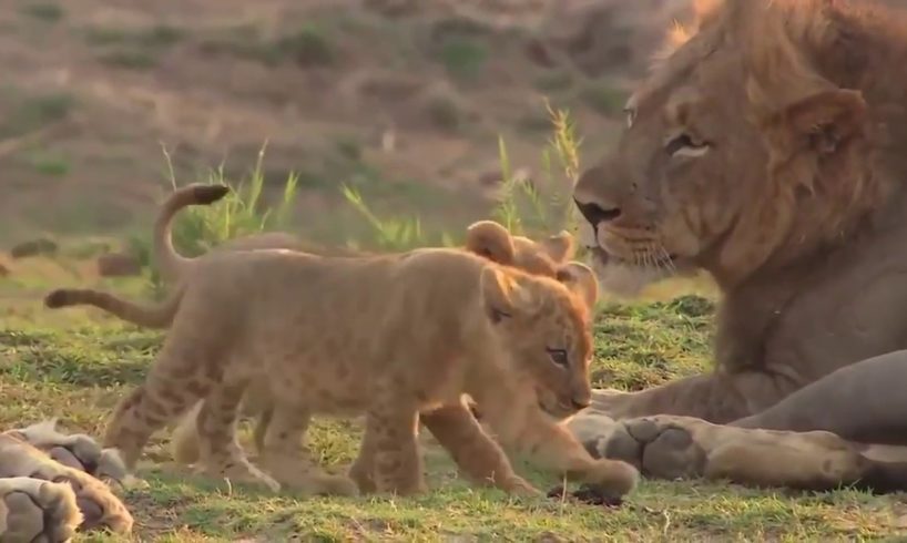 Baby Zoo Animals Playing Compilation | Cute Baby Animals #2