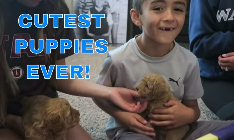 CUTEST PUPPIES! Will Dad Let Ashlund Jade & Boys Get Puppy