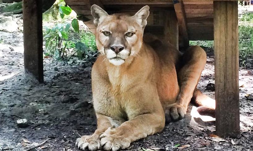 Cougar Rescued from Backyard Zoo!