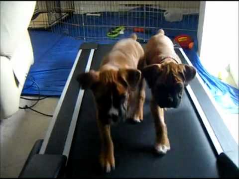 Cute Puppies - Adorable Boxer Puppies Running on a Treadmill