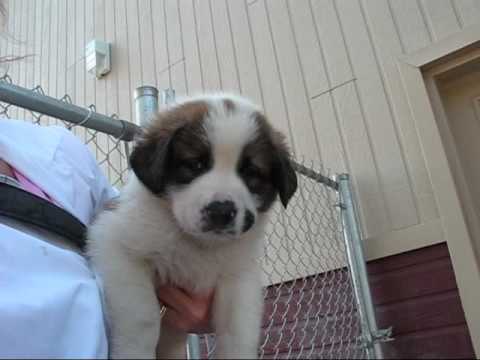 Cute Puppies For Adoption Chiots pour Adoption