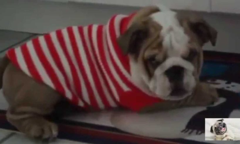 Cute Puppies Wearing Sweaters Compilation 2015 * BestUsaPuppies *