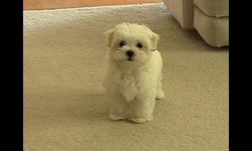 Cute small Maltese puppy barking at funny toy little dog puppies playing bark voice