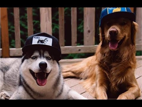 Cutest Dogs Breeds In The World - Puppies That Are So Cute - Puppies TV