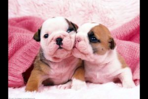 Cutest English Bulldog Puppies Compilation 2017 - Cute Dog Videos