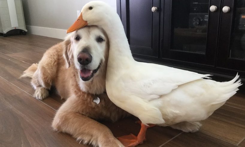 Dog And Duck Are Inseparable Best Friends