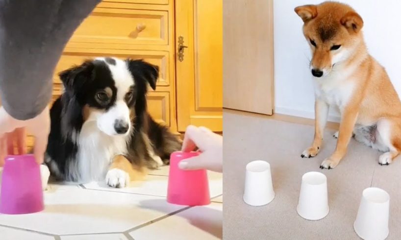 Dog Reaction to Magic Trick - Funny Dogs with Magic Tricks