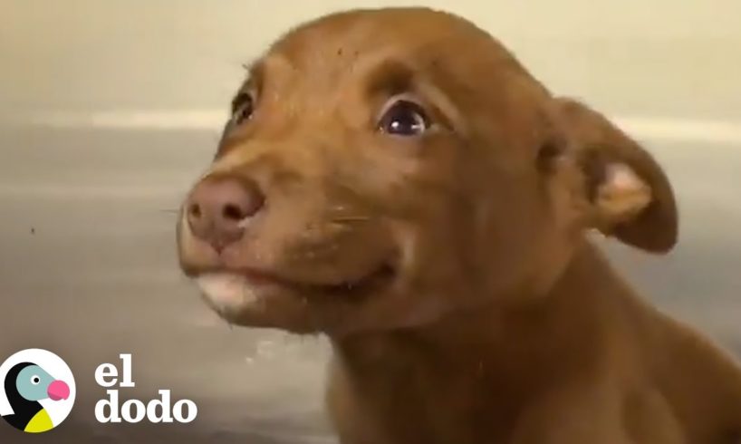 Esta perrita fue adoptada debido a su adorable sonrisa | El Dodo