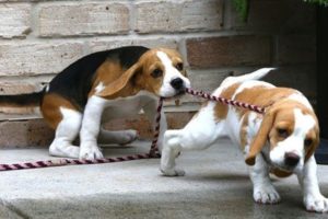 Funny And Cute Beagle Puppies Compilation #5 - Cutest Beagle Puppies