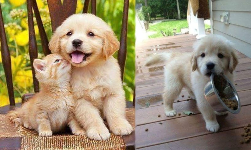 Funny And Cute Golden Retriever Puppies Compilation #46 - Cutest Golden Retriever Puppies