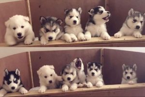 Funny And Cute Husky Compilation #40 - Cutest Husky Puppies