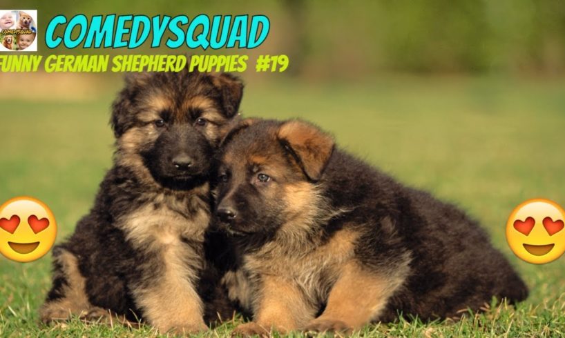 Funny German Shepherd Puppies Video #19 Funniest & Cutest Puppies Compilation