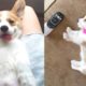 Funny and Cute Corgi Puppies Barking Video Compilation