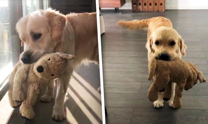 Golden Retriever and Stuffed Animal Bestie Are the Cutest