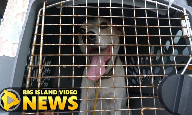 Hawaii Island Humane Society Animal Rescue Mission (Jun. 14, 2018)