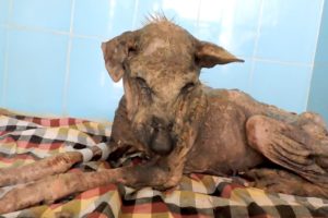 Her spirit was broken; incredible transformation of dying dog