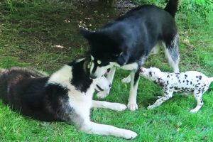 Husky Playing with Dalmatian Puppy