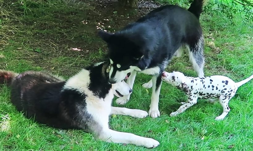 Husky Playing with Dalmatian Puppy