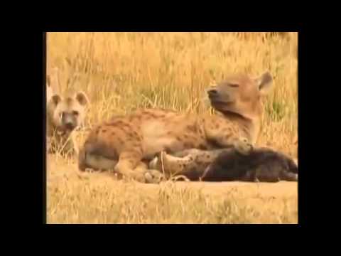 Hyena Attack Lion Best animals fights  with wild 2016 animals lion tiger bear attack