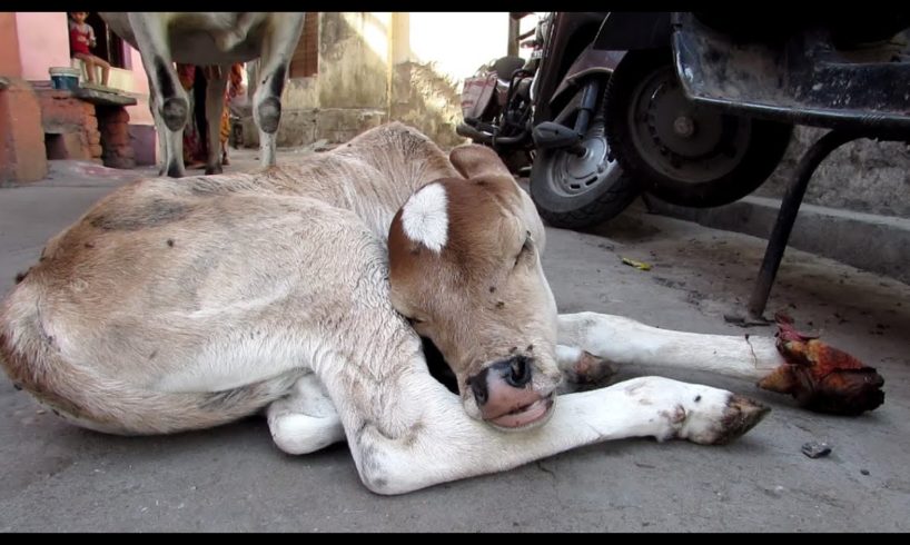 Injured baby calf rescued; mama refuses to leave his side