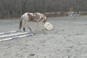 Jagger Playing with a Barrel Horse Play Silly Funny Animals