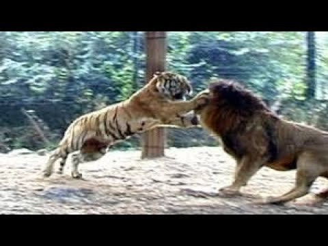 Lion Vs Tiger Real Fight to Death New Original Video HD