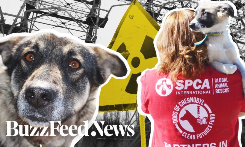 Meet The Abandoned Dogs Living In Chernobyl